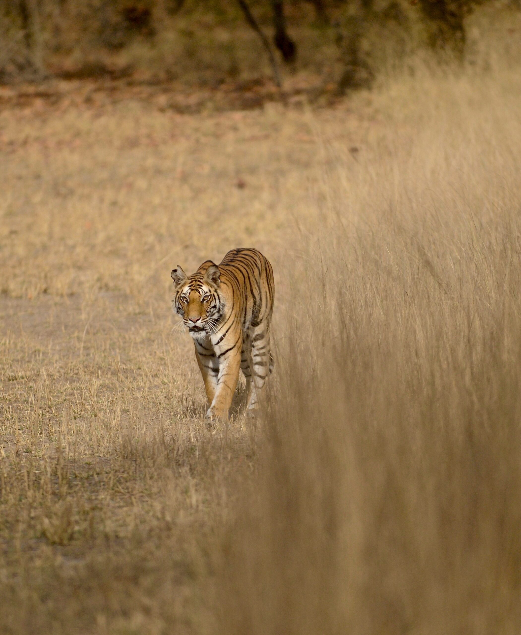 Bandhavgarh